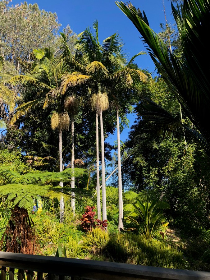 tropical rain forest