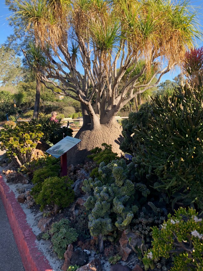 undersea succulent gardenMG_0456