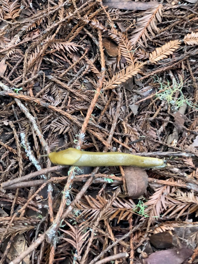 Banana slug