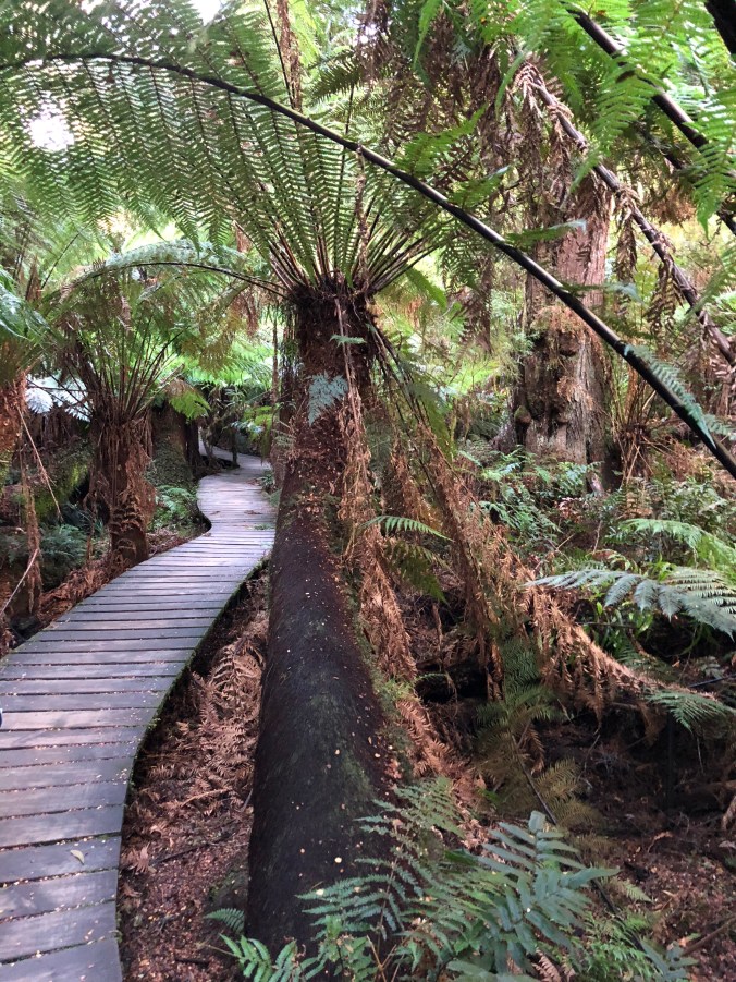 Boardwalk tree fern