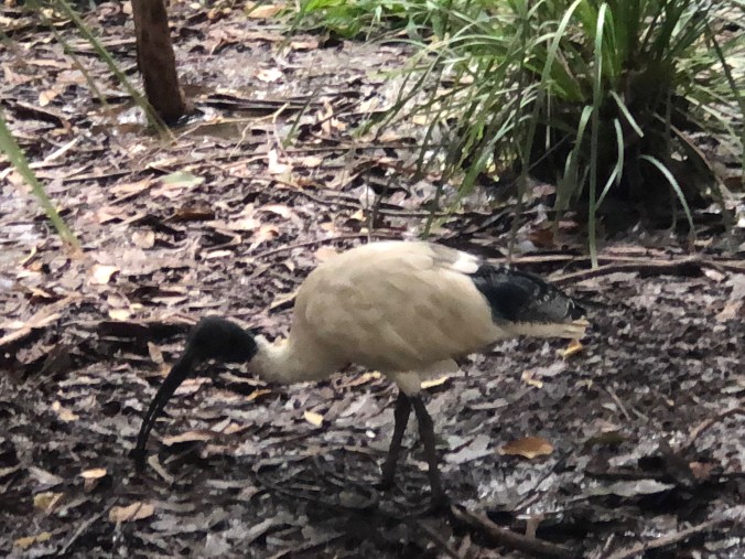 Ibis